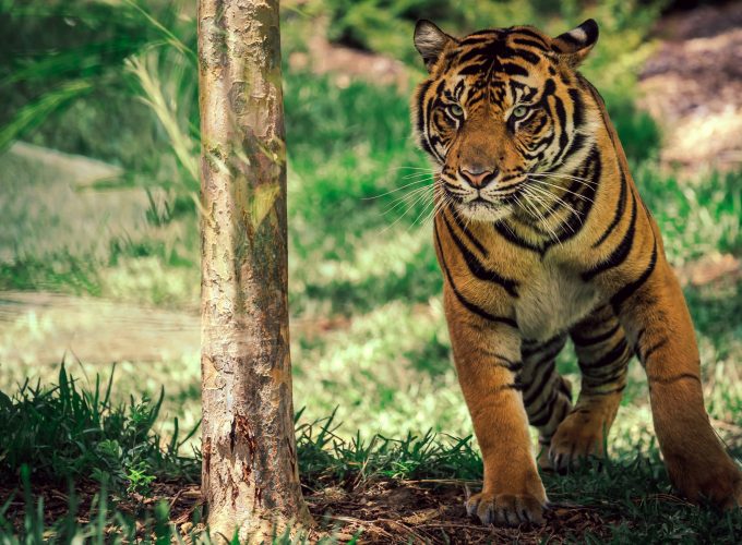 Wallpaper Tiger, savanna, cute animals, Animals 138144725